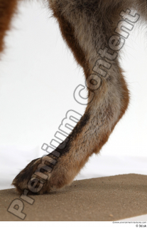 Red fox leg 0019.jpg